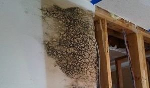 Mold Infestation In Soaked Drywall